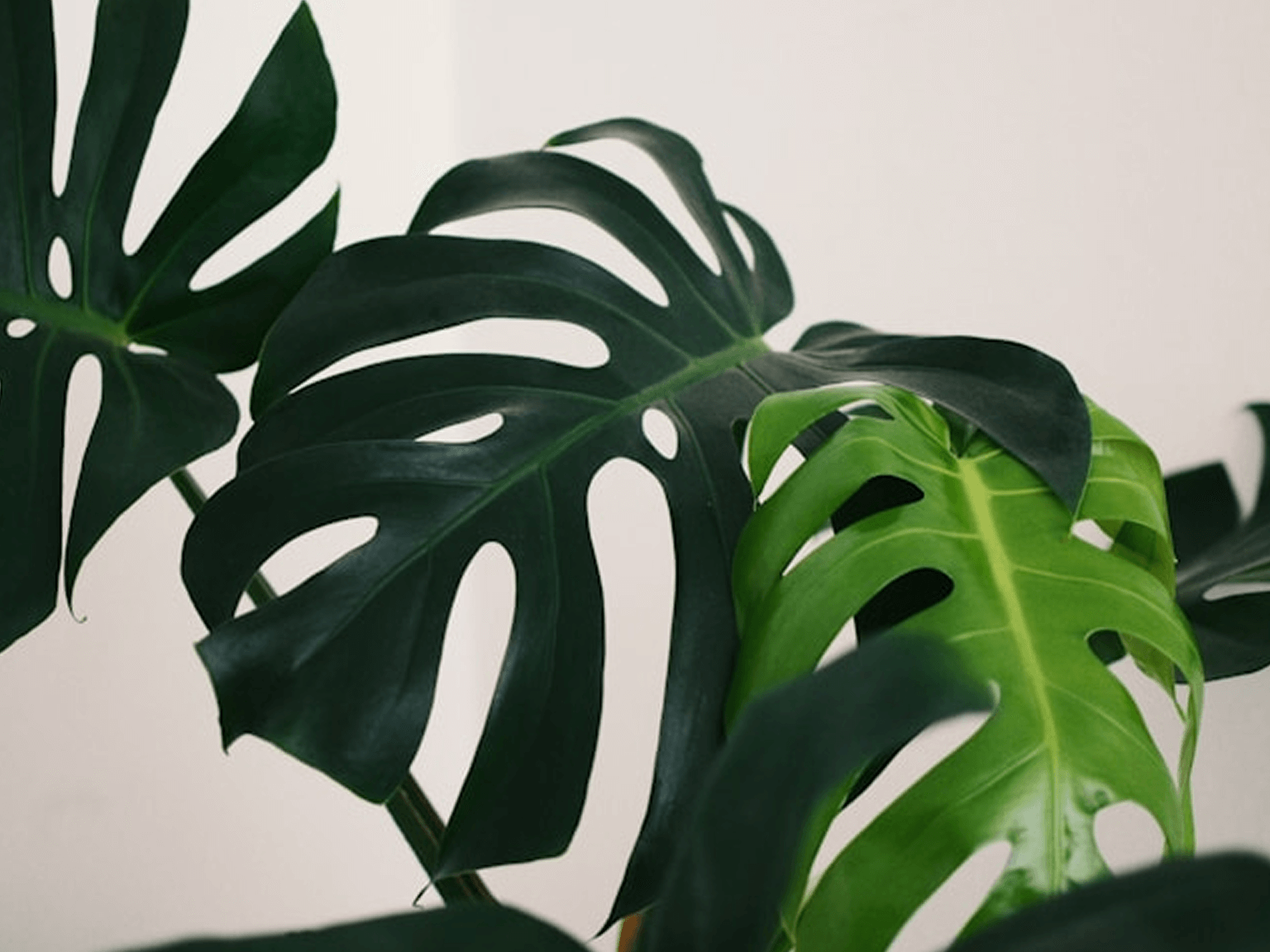 Plant