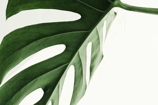 Money plant 2026 02 11 101735 sfoq