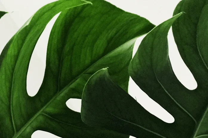 Money plant 2026 02 11 101627 masm