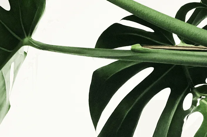 Money plant 2026 02 11 101627 masm 2026 02 11 101704 bysm