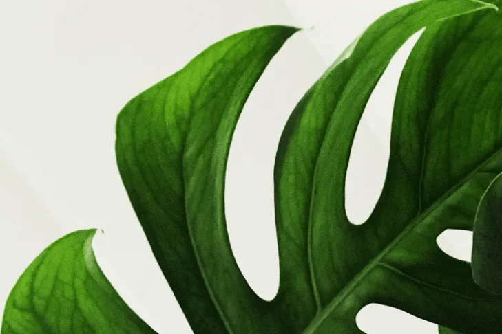 Money plant